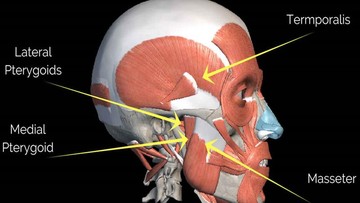 Detail Gambar Organ Tubuh Manusia Nomer 42