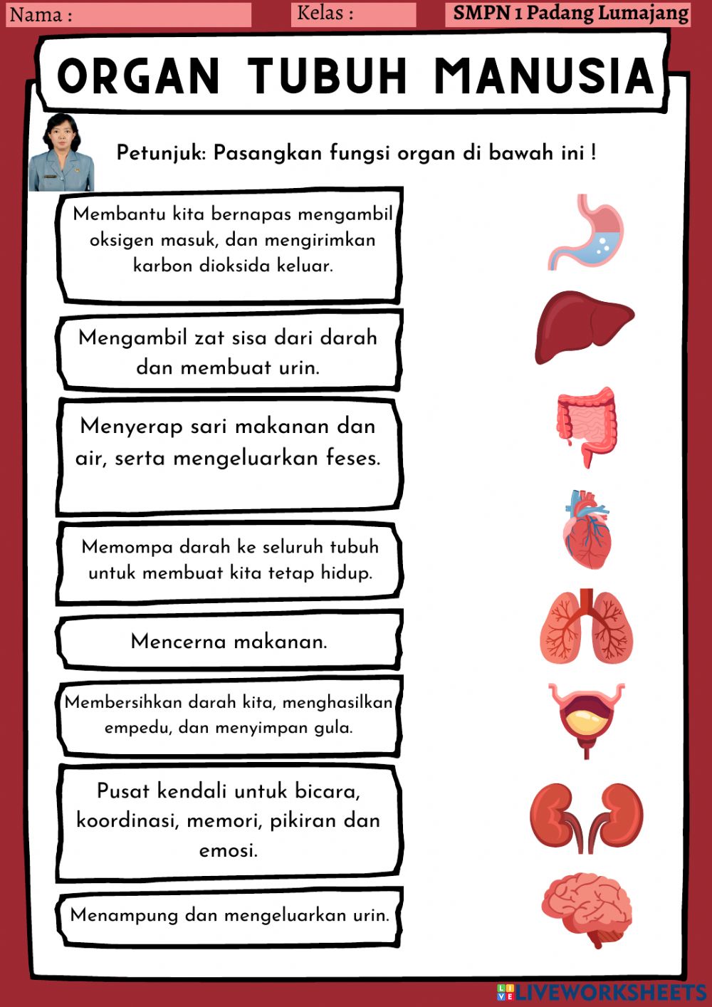 Detail Gambar Organ Tubuh Manusia Nomer 49