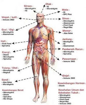 Detail Gambar Organ Tubuh Manusia Bahasa Indonesia Nomer 11