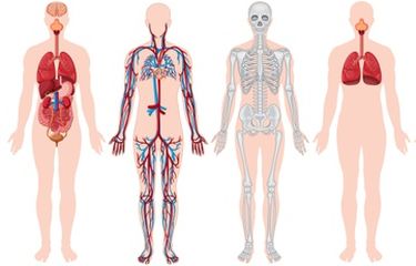 Detail Gambar Organ Tubuh Manusia Bahasa Indonesia Nomer 15