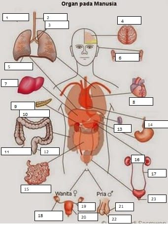 Detail Gambar Organ Tubuh Manusia Bahasa Indonesia Nomer 21