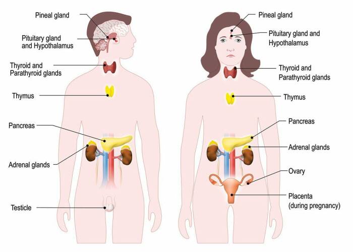Detail Gambar Organ Tubuh Manusia Bahasa Indonesia Nomer 27