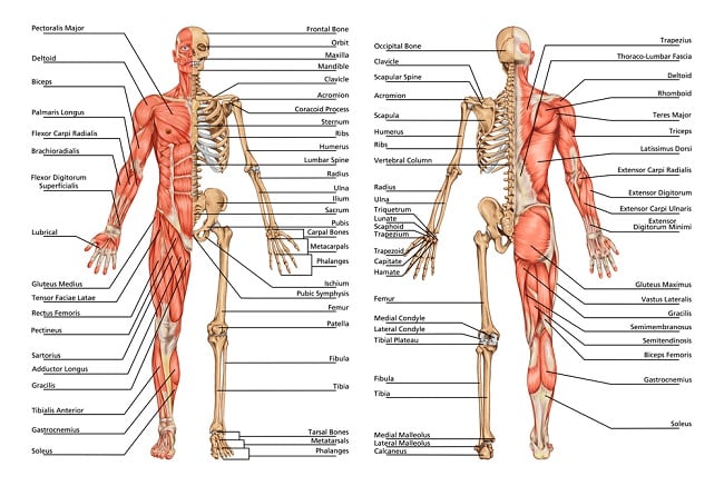 Detail Gambar Organ Tubuh Manusia Bahasa Indonesia Nomer 42