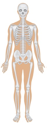 Detail Gambar Organ Tubuh Manusia Bahasa Indonesia Nomer 44