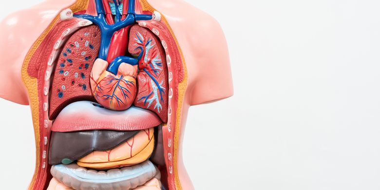 Detail Gambar Organ Tubuh Manusia Bahasa Indonesia Nomer 45