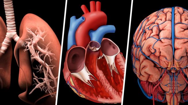 Detail Gambar Organ Tubuh Pada Manusia Nomer 27