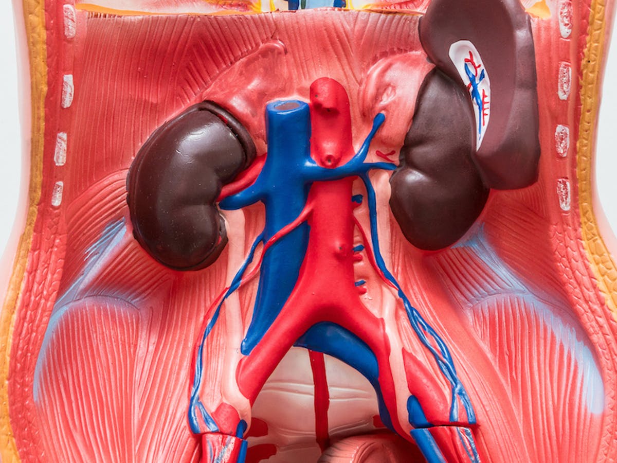 Detail Gambar Organ Tubuh Pada Manusia Nomer 31