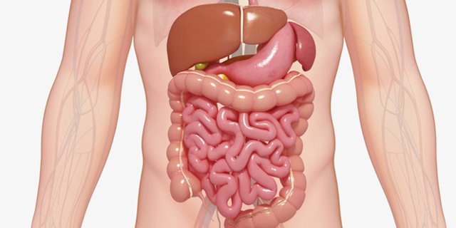 Detail Gambar Organ Tubuh Pada Manusia Nomer 40