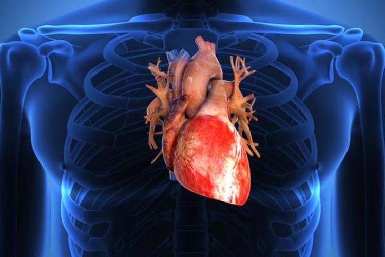 Detail Gambar Organ Tubuh Pada Manusia Nomer 49