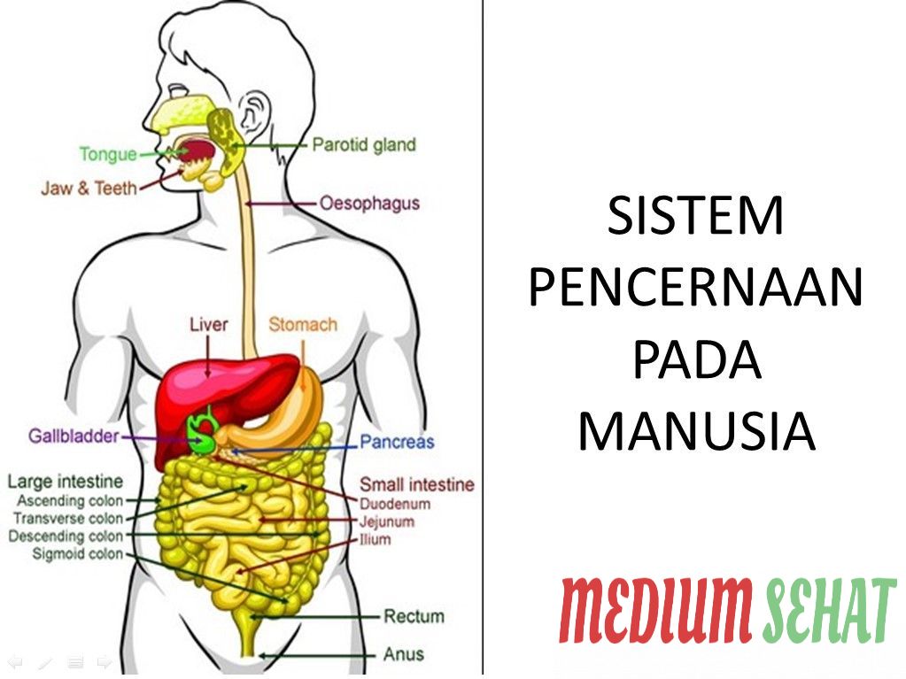 Detail Gambar Organ Tubuh Pada Manusia Dan Organ Penyusunnya Word Nomer 9