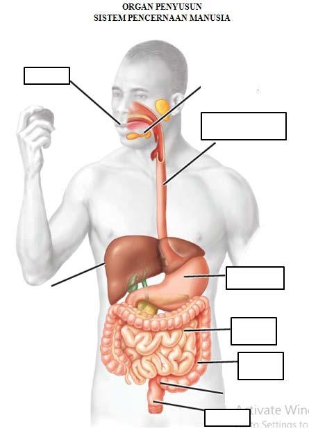 Detail Gambar Organ Tubuh Pada Manusia Dan Organ Penyusunnya Word Nomer 16