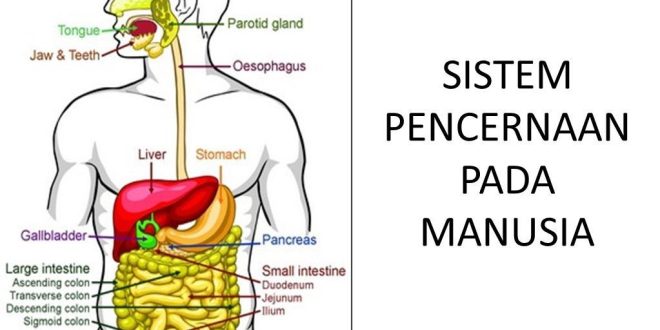 Detail Gambar Organ Tubuh Pada Manusia Dan Organ Penyusunnya Word Nomer 21