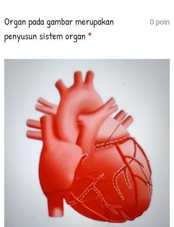 Detail Gambar Organ Tubuh Pada Manusia Dan Organ Penyusunnya Word Nomer 24
