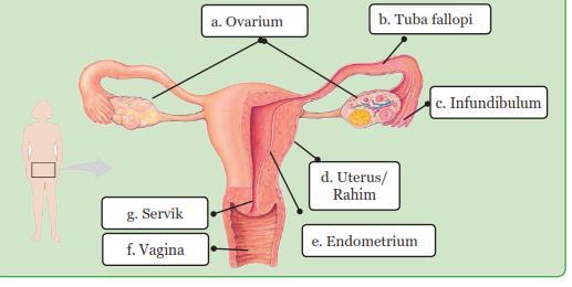 Detail Gambar Organ Tubuh Pada Manusia Dan Organ Penyusunnya Word Nomer 26