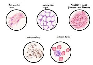 Detail Gambar Organ Tubuh Pada Manusia Dan Organ Penyusunnya Word Nomer 29