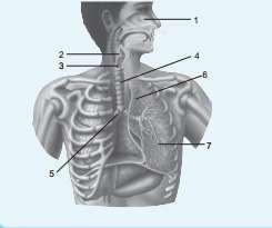 Detail Gambar Organ Tubuh Pada Manusia Dan Organ Penyusunnya Word Nomer 40