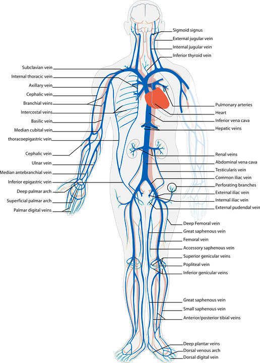 Detail Gambar Organ Tubuh Pada Manusia Dan Organ Penyusunnya Word Nomer 4