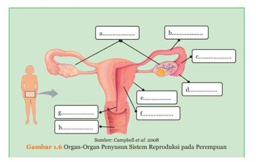 Detail Gambar Organ Tubuh Pada Manusia Dan Organ Penyusunnya Word Nomer 47