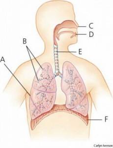 Detail Gambar Organ Tubuh Pada Manusia Dan Organ Penyusunnya Word Nomer 48