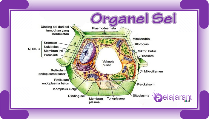 Detail Gambar Organel Dan Fungsinya Nomer 6