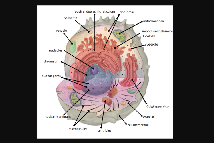 Detail Gambar Organel Sel Beserta Fungsinya Nomer 2