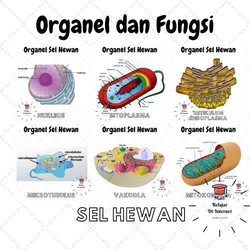 Detail Gambar Organel Sel Beserta Fungsinya Nomer 11