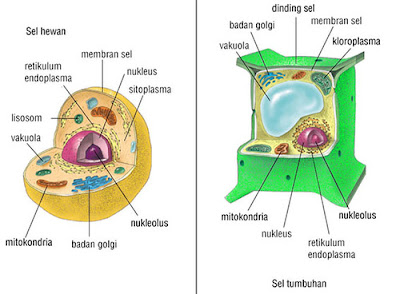 Detail Gambar Organel Sel Beserta Fungsinya Nomer 14