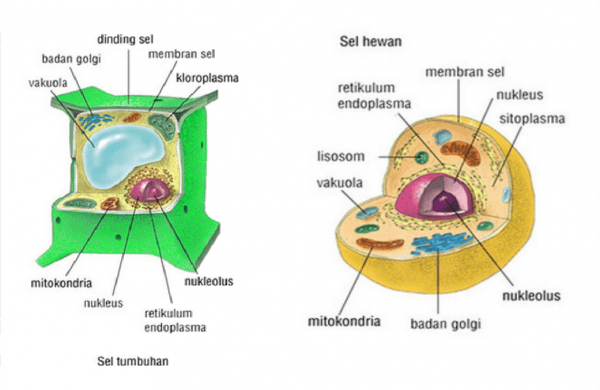 Detail Gambar Organel Sel Beserta Fungsinya Nomer 19