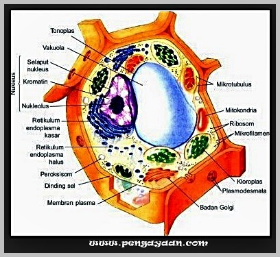 Detail Gambar Organel Sel Beserta Fungsinya Nomer 20