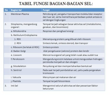 Detail Gambar Organel Sel Beserta Fungsinya Nomer 21