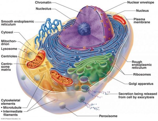 Detail Gambar Organel Sel Beserta Fungsinya Nomer 4