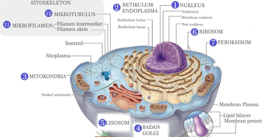 Detail Gambar Organel Sel Beserta Fungsinya Nomer 5