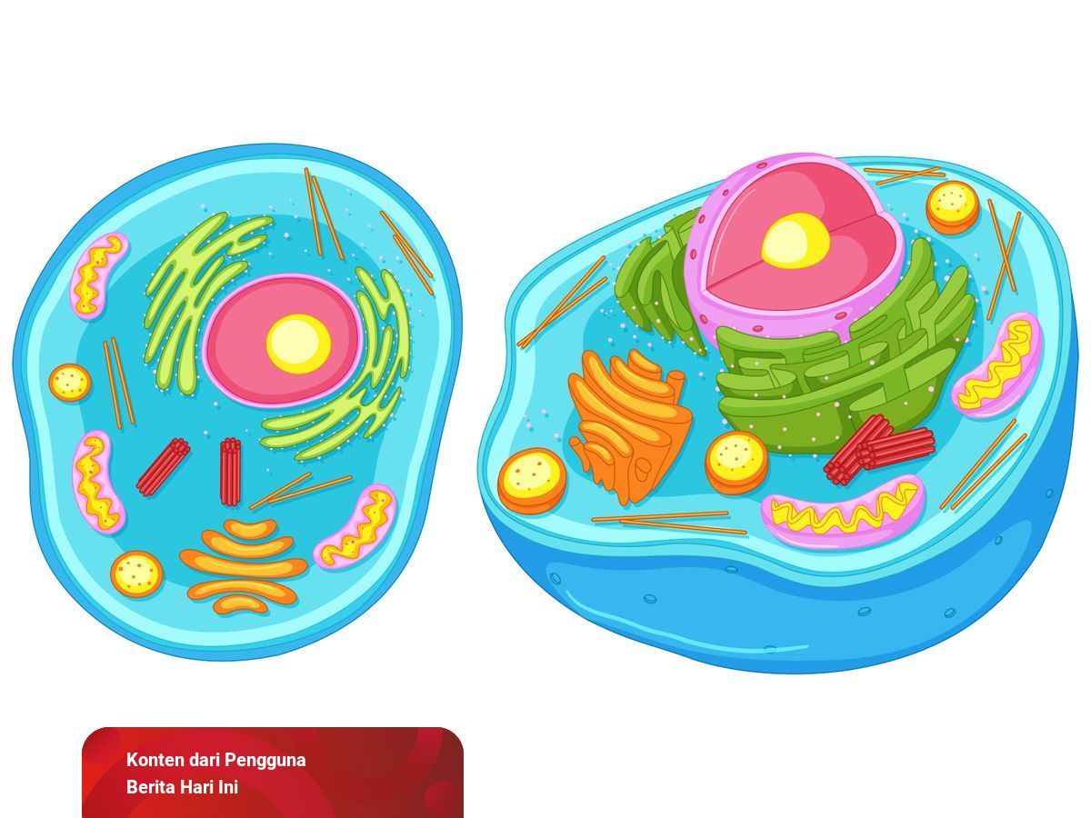 Detail Gambar Organel Sel Beserta Fungsinya Nomer 39