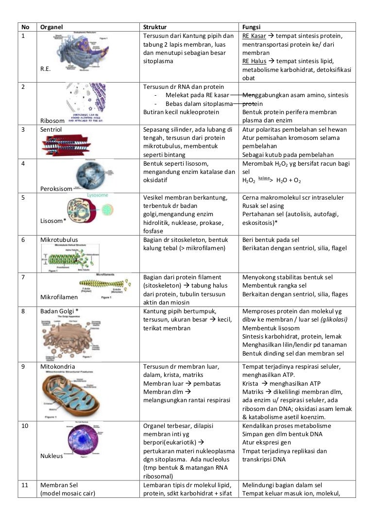 Detail Gambar Organel Sel Beserta Fungsinya Nomer 8