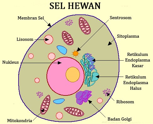 Detail Gambar Organel Sel Hewan Dan Fungsinya Nomer 2