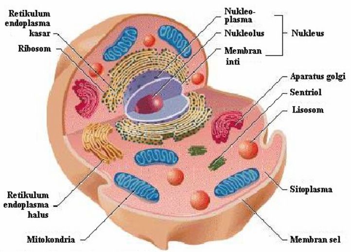 Detail Gambar Organel Sel Hewan Dan Fungsinya Nomer 11