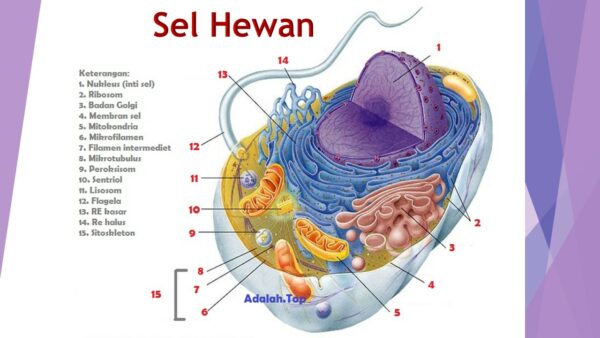 Detail Gambar Organel Sel Hewan Dan Fungsinya Nomer 15