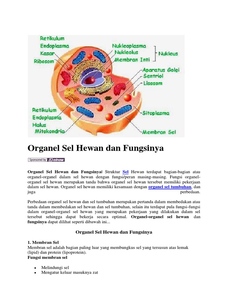 Detail Gambar Organel Sel Hewan Dan Fungsinya Nomer 26