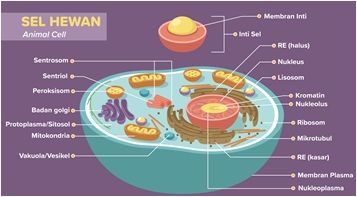 Detail Gambar Organel Sel Hewan Dan Fungsinya Nomer 30