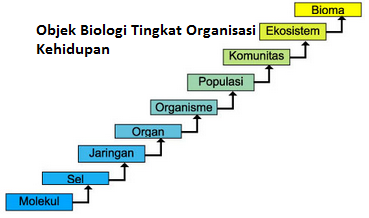 Detail Gambar Organisasi Kehidupan Nomer 11