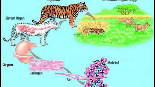 Detail Gambar Organisasi Kehidupan Nomer 3