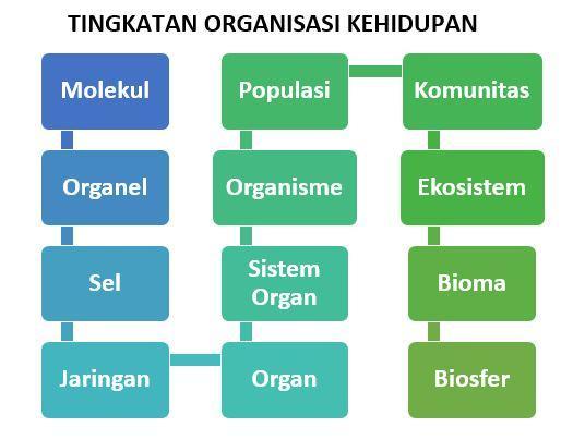 Detail Gambar Organisasi Kehidupan Nomer 19