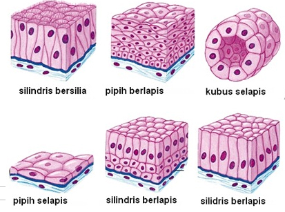 Detail Gambar Organisasi Kehidupan Nomer 23