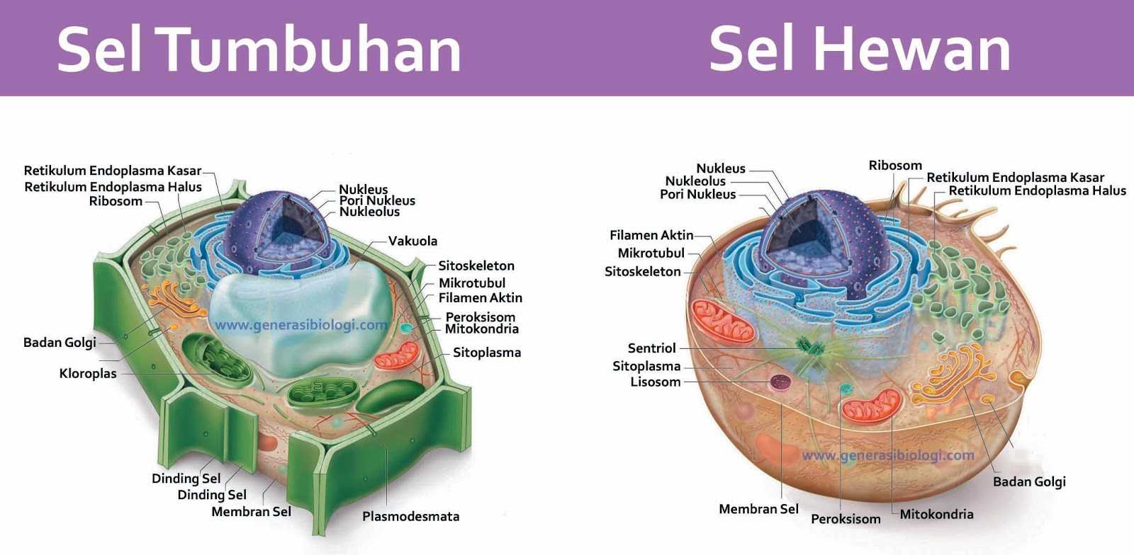 Detail Gambar Organisasi Kehidupan Nomer 24