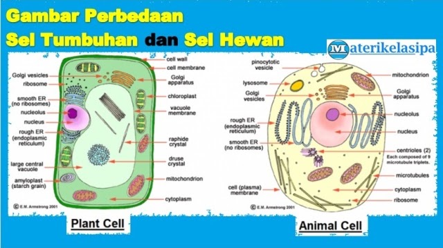 Detail Gambar Organisasi Kehidupan Nomer 25