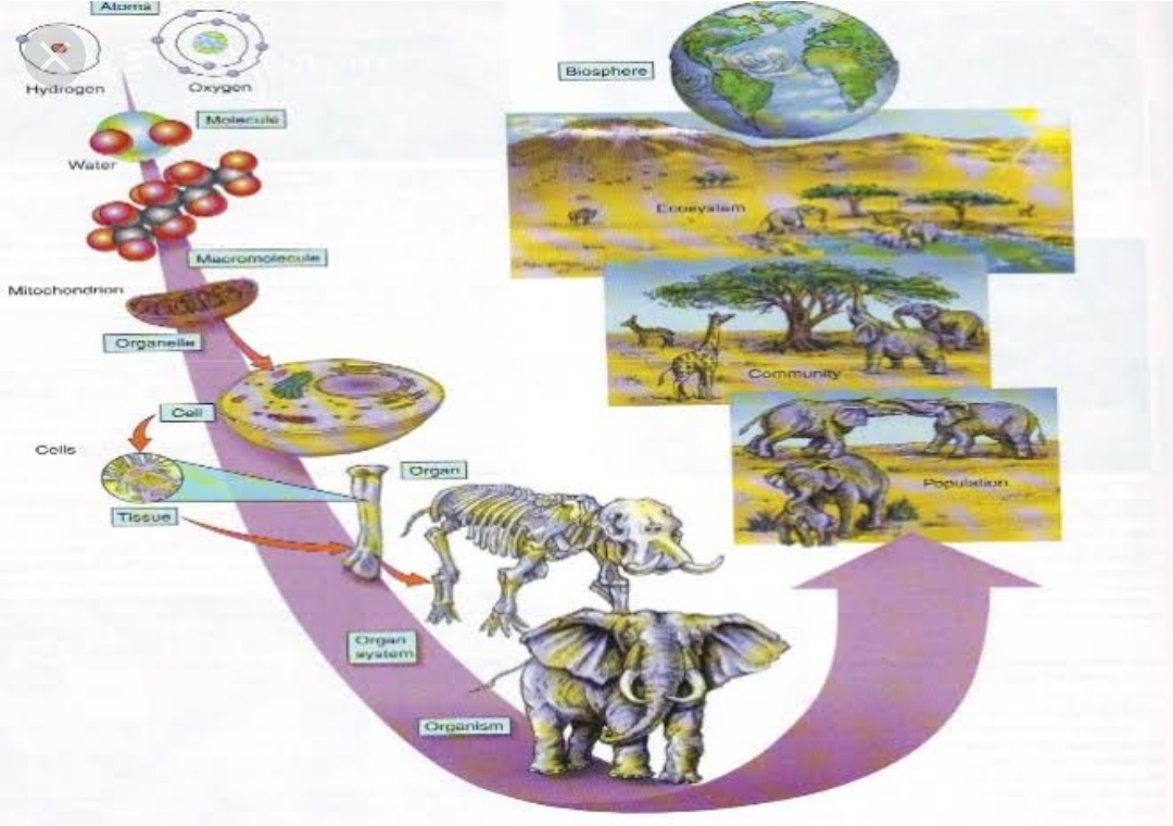 Detail Gambar Organisasi Kehidupan Nomer 41