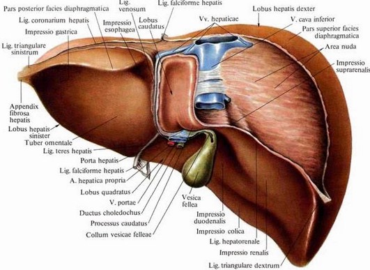 Detail Gambar Orgtan Tubuh Beserta Bagiannya Nomer 44