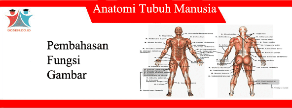 Detail Gambar Orgtan Tubuh Beserta Bagiannya Nomer 46