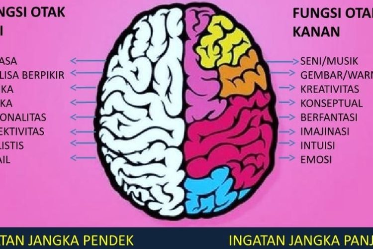 Detail Gambar Otak Beserta Fungsinya Nomer 12