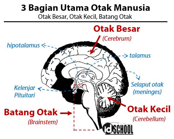 Detail Gambar Otak Beserta Fungsinya Nomer 27